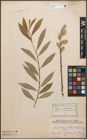Foto von Salix caprea L. x Salix purpurea L.